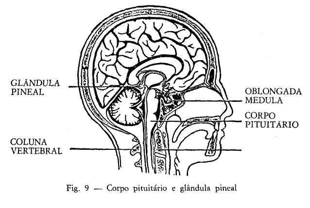 Corpo pituitário e glândula pineal